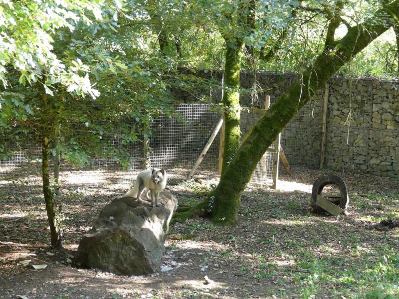 Renard polaire - 2017