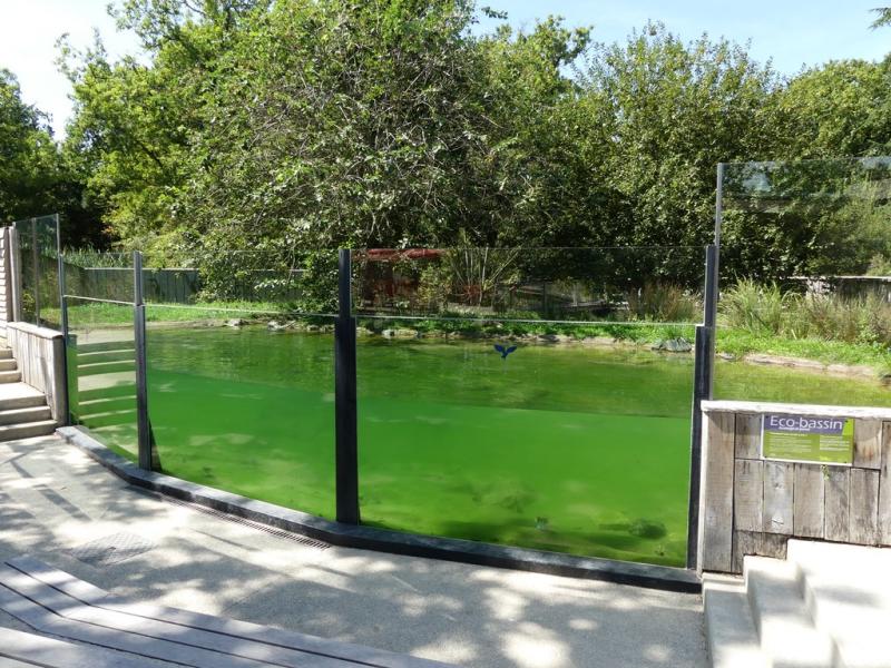 Loutre d'Europe - 2017