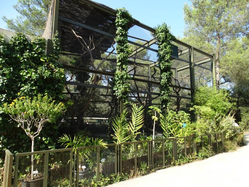 Ara de Buffon - Amazone à ailes oranges - 2016