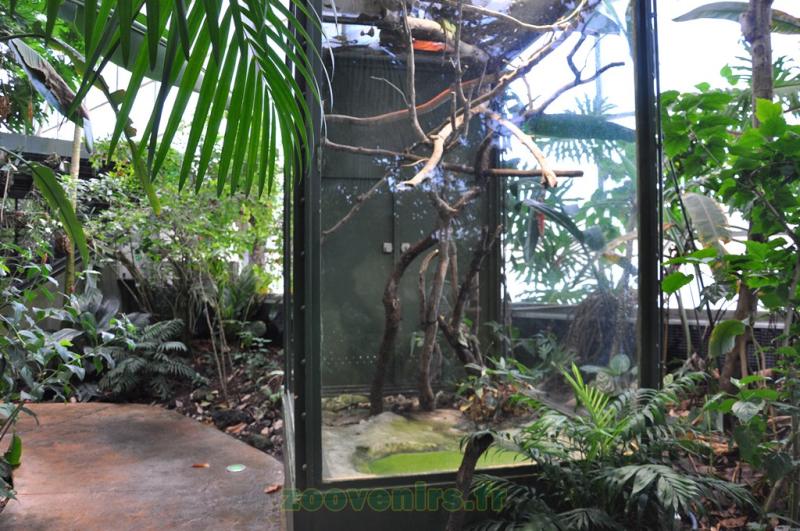 Boa arboricole d'Amazonie - 2010