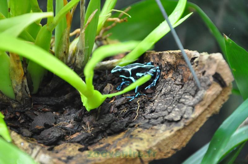 Dendrobate auratus - 2010