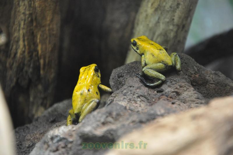 Phyllobate bicolore - 2010