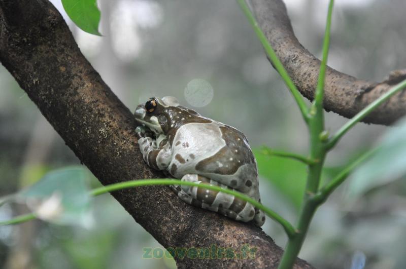 Rainette kunawalu - 2010