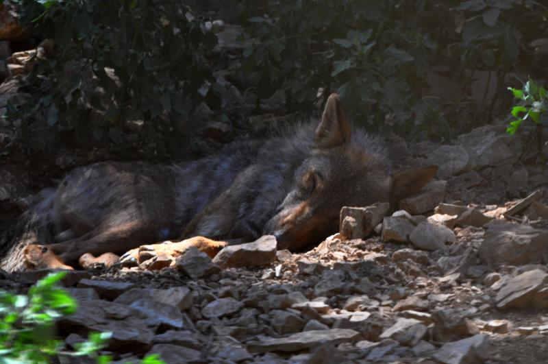Loup ibérique - 2012