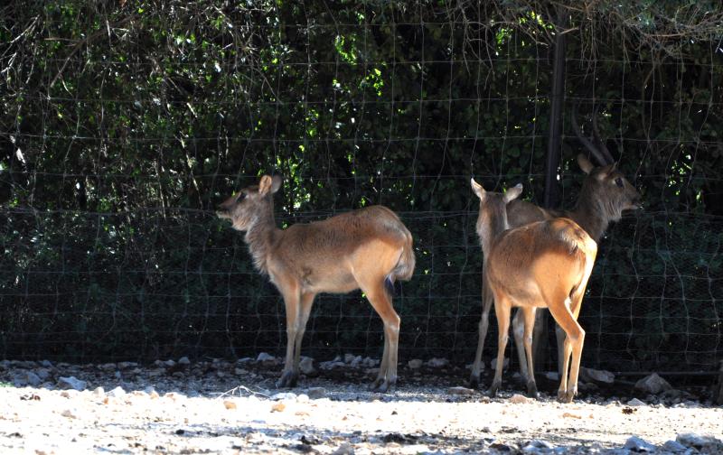 Cobe de Mrs Gray - 2012