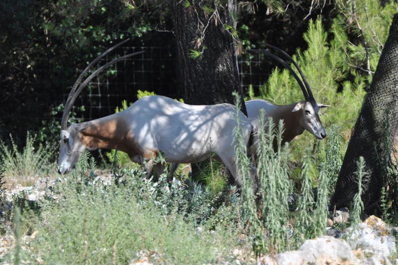 Oryx algazelle - 2012