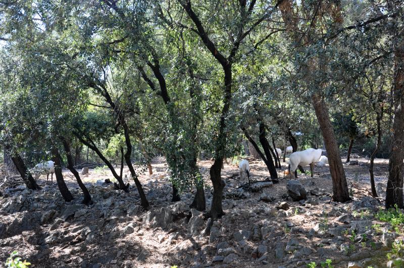 Oryx d'Arabie - 2012