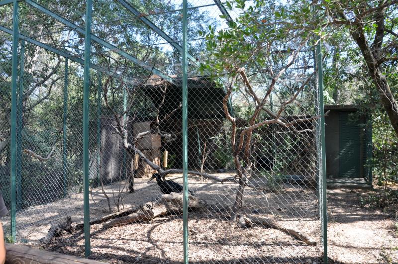 Calao terrestre - 2012