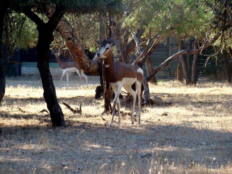 Gazelle de Mhorr - 2012