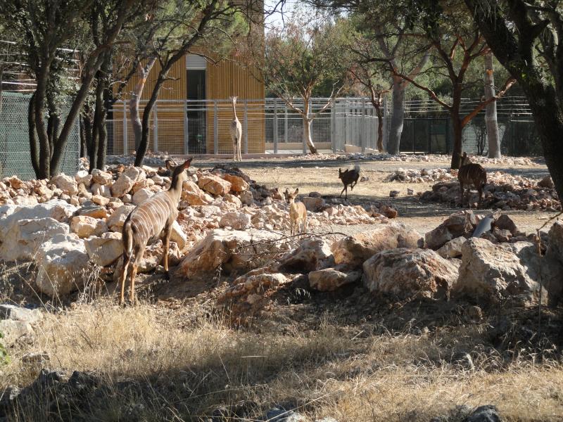 Girafe - Nyala - 2012