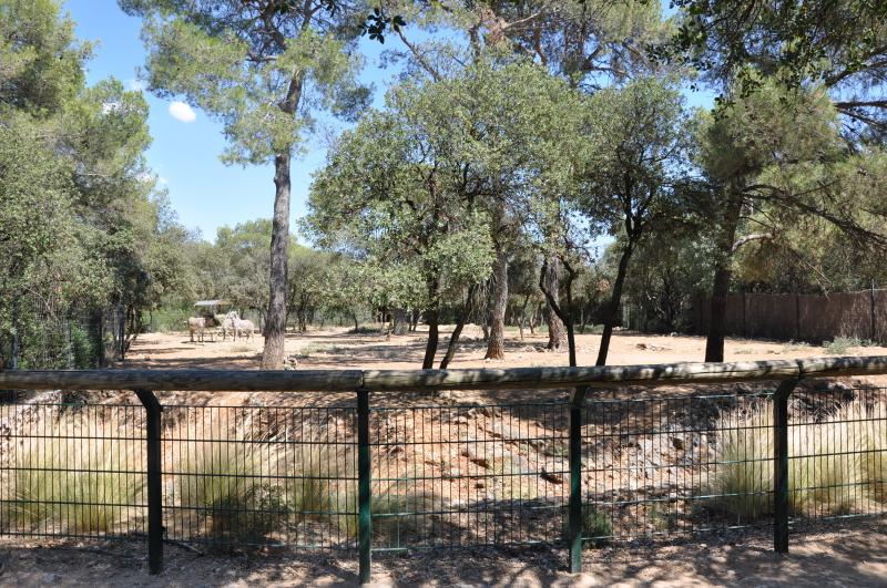 Zèbre de Grévy - 2012