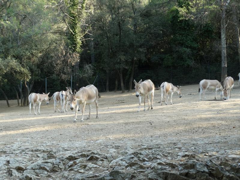 Onagre de Perse - 2016