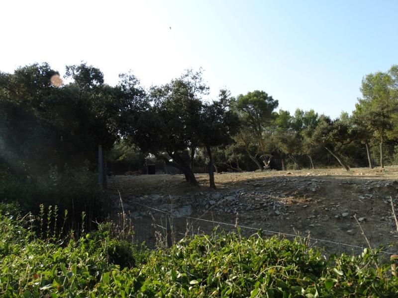 Banteng - Cerf cochon - 2016