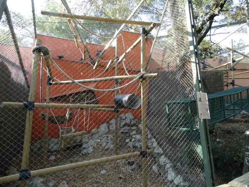 Hapalémur du Lac Alaotra - 2016