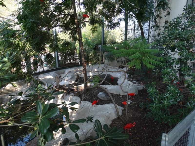 Ibis rouge - Chauna torquata - 2016