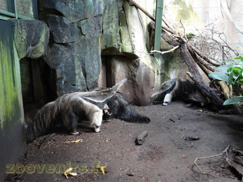 Grand fourmilier - 2016