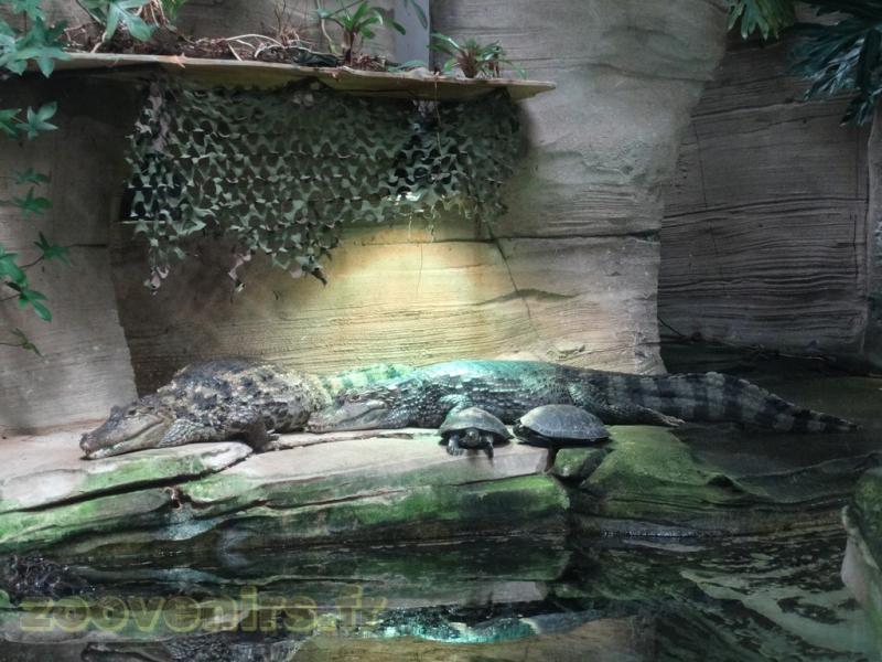 Caïman à lunettes - 2016