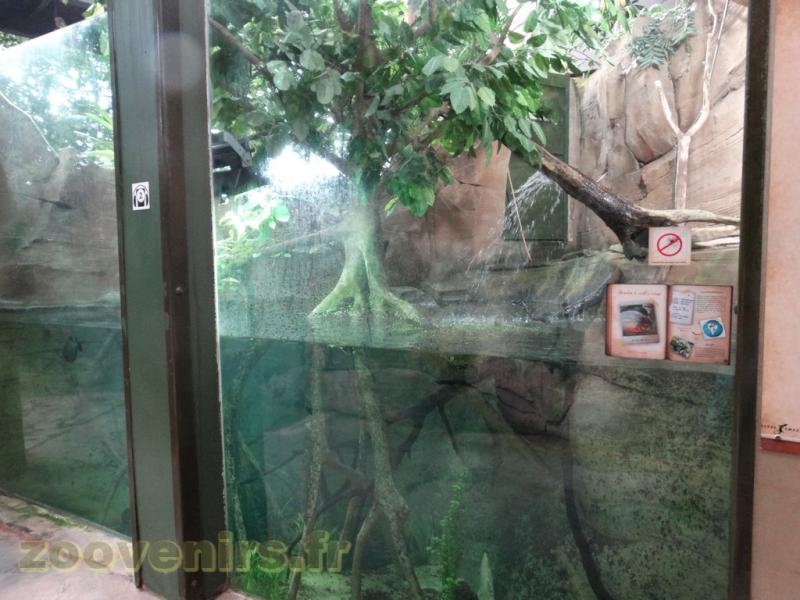 Piranha à ventre rouge - 2016