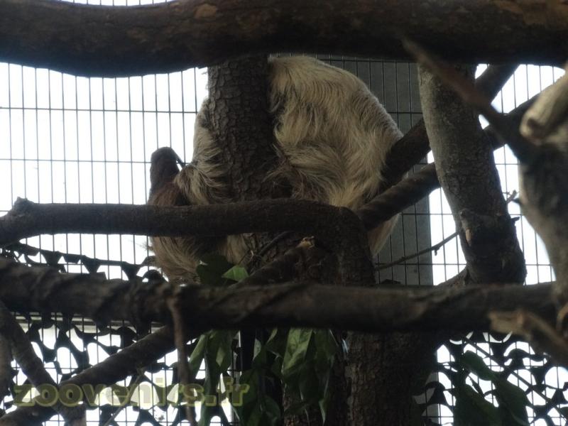 Paresseux à deux doigts - 2016