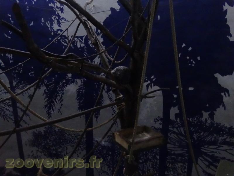 Coendou - Douroucouli à ventre gris - 2016