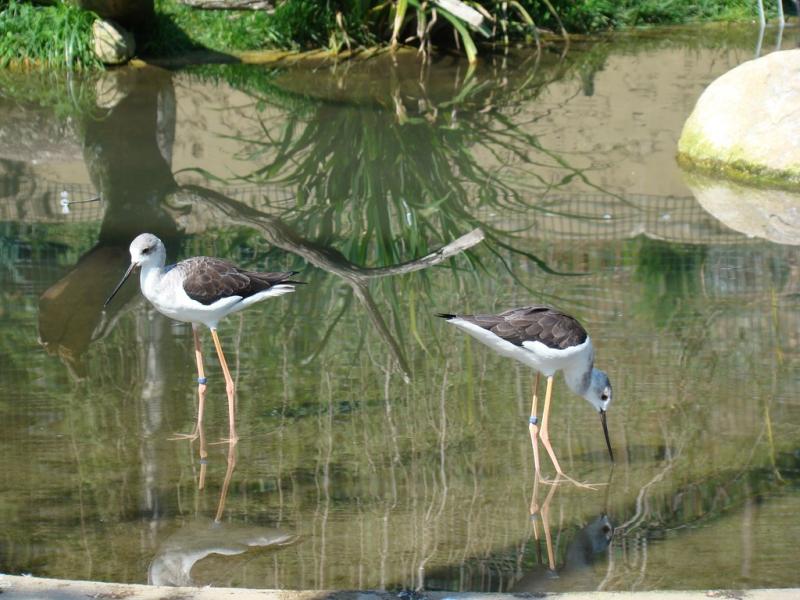 Echasse blanche - 2009