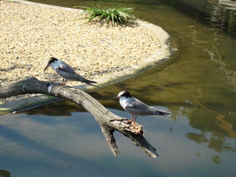 Sterne pierregarin - 2009