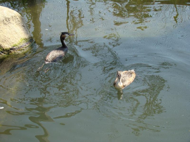 Grèbe huppé - 2009