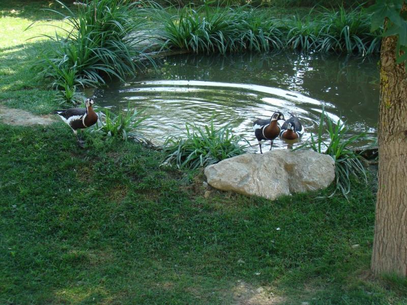 Canards - 2009
