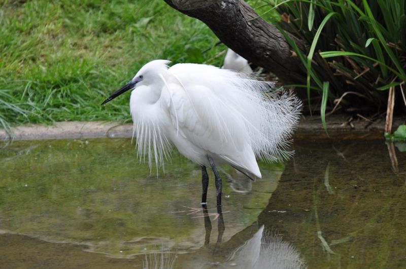 Aigrette garzette - 2012