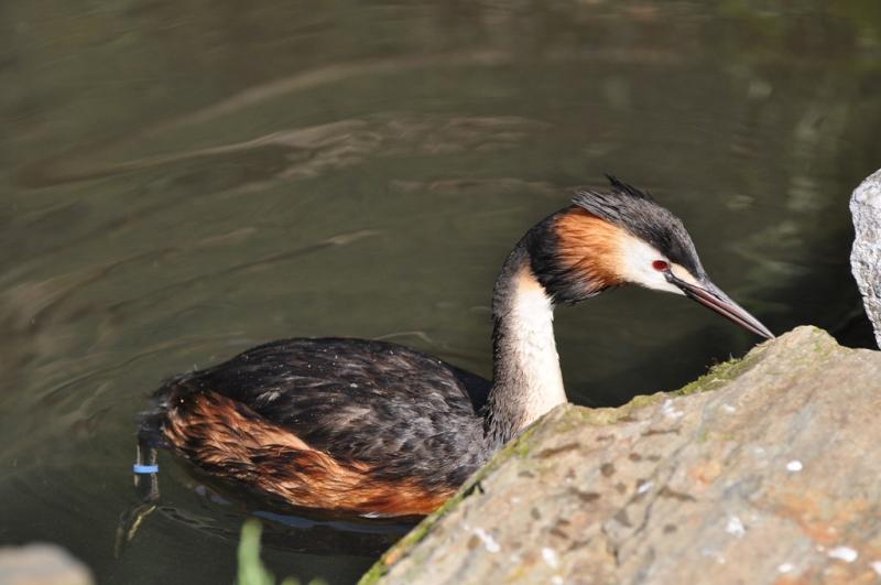 Grèbe huppé - 2012