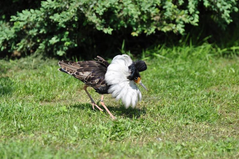 Combattant varié - 2012