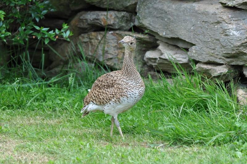 Outarde canepetiere - 2012