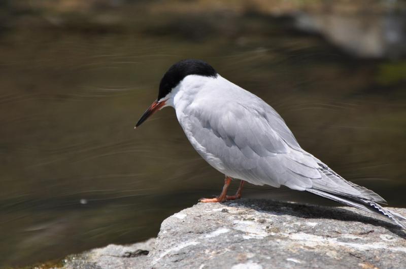 Sterne pierregarin - 2012