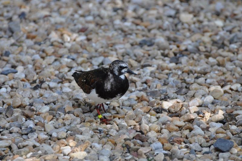 Tournepierre à collier - 2012