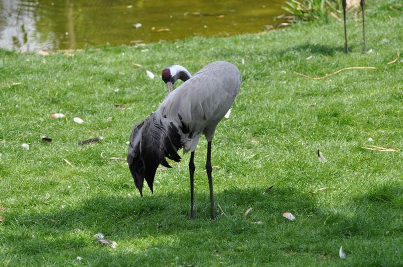 Grue cendrée - 2012