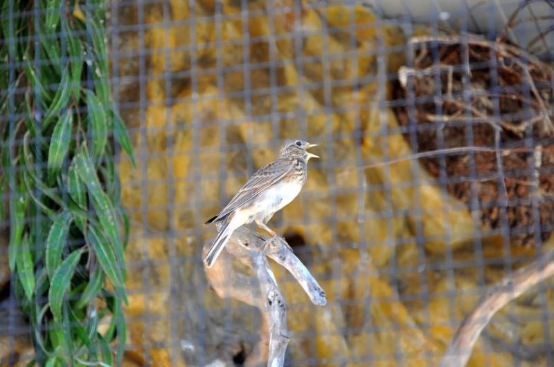 Alouette des champs - 2012