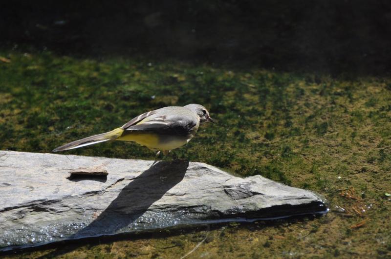 Bergeronnette des buissons - 2012