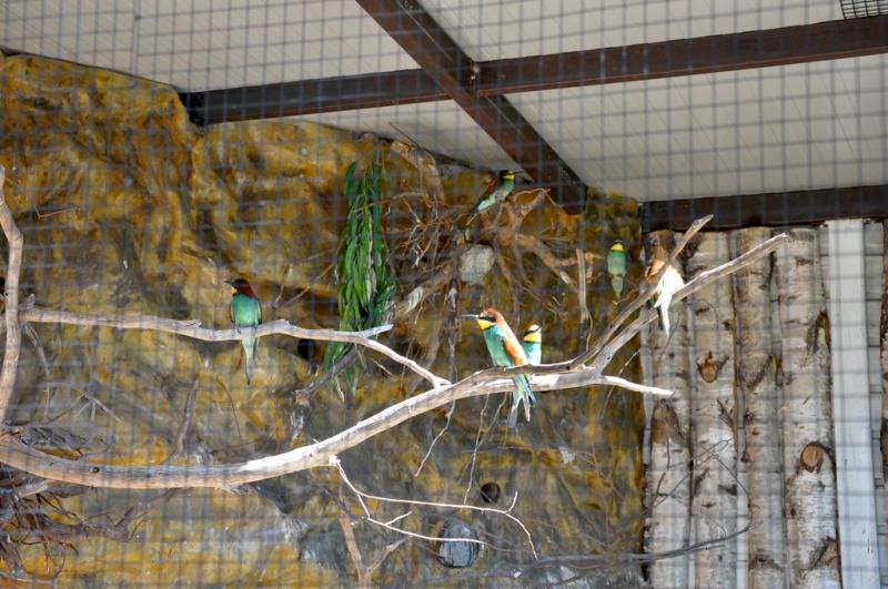 Guêpier d'Europe - 2012