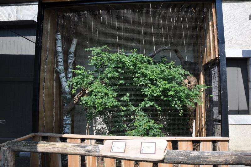 Sitelle torchepot - 2012