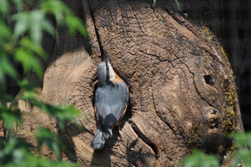 Sitelle torchepot - 2012