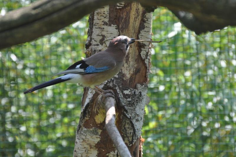 Geai des chênes - 2012