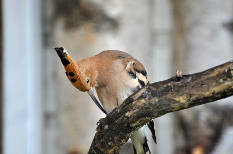 Huppe fasciée - 2012