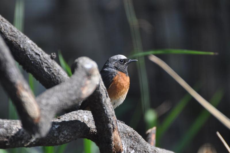 Rouge queue à front blanc - 2012