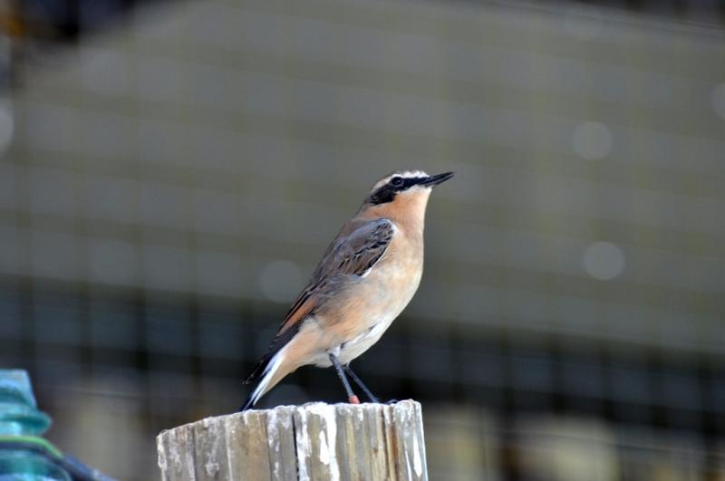 Traquet moteux - 2012