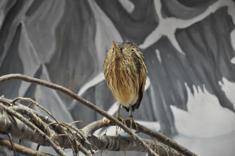 Blongios nain - 2012