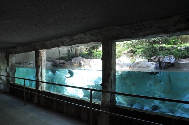 Loutre d'Europe - 2012