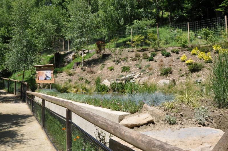 Grèbe à cou noir - 2012