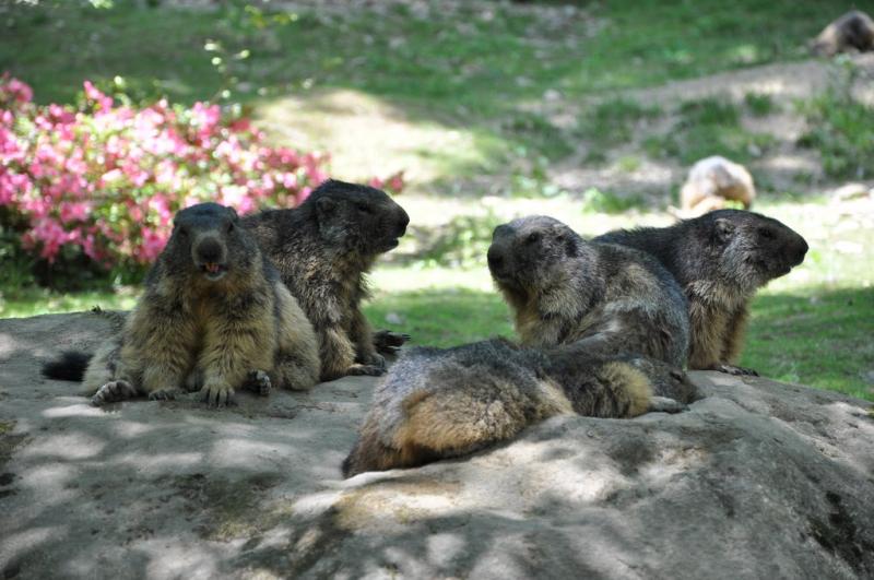 Marmotte - 2012