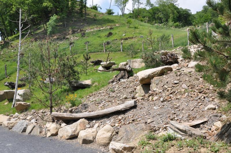 Vautour fauve - Vautour moine - 2012