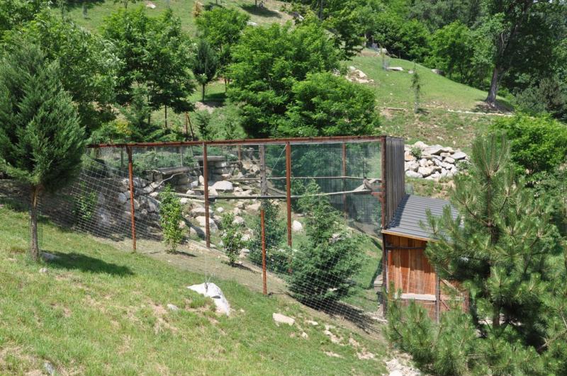 Gypaète barbu - 2012